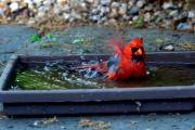 Cardinal bathing