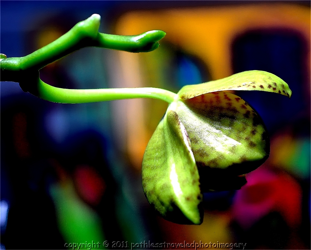 1001_029.jpg - January -- Jayne's Orchid