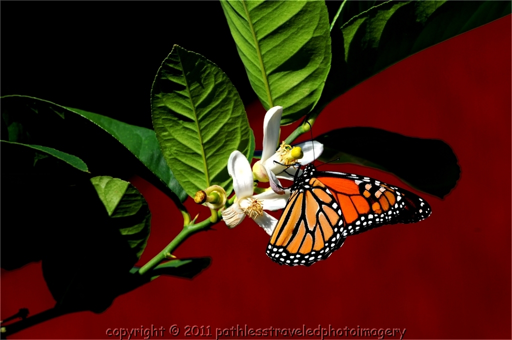 1010_0033.jpg - October -- Butterfly enroute to Kingston