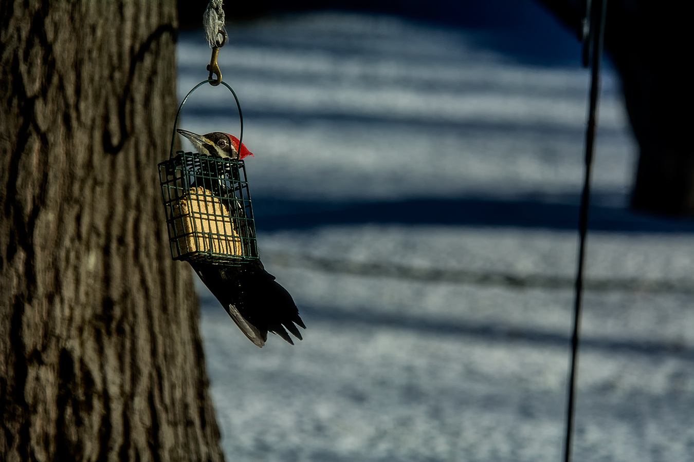 1312_1018a.jpg - Pileated Woodpecker