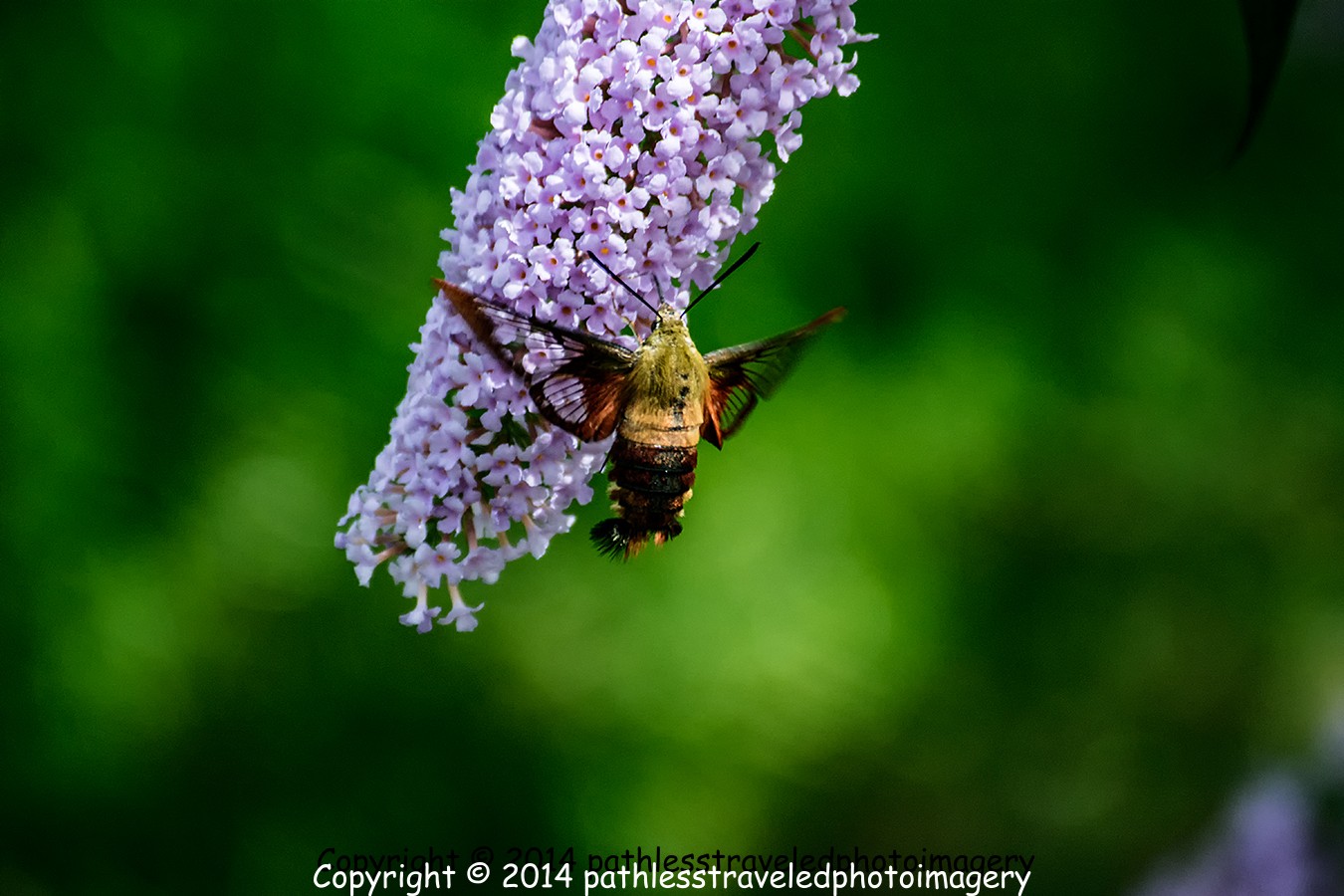 1408_3019a.jpg - August -- Hummingbird Moth