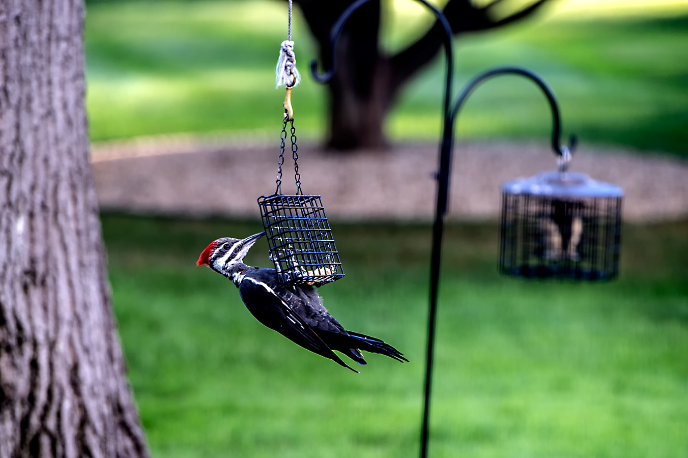 1508_3023a.jpg - Sept -- Pileated Woodpecker