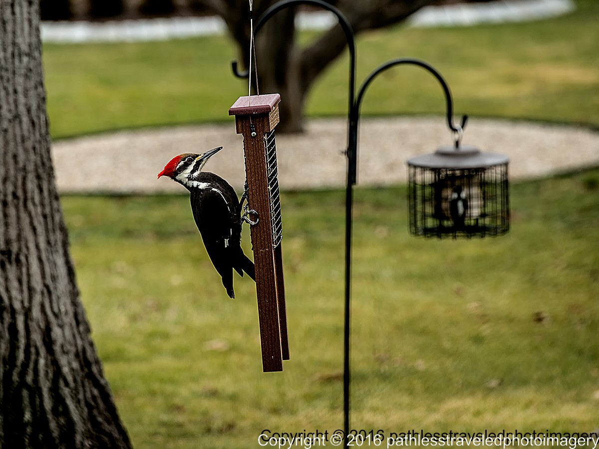 1602_0005a.jpg - Feb -- Pileated Woodpecker