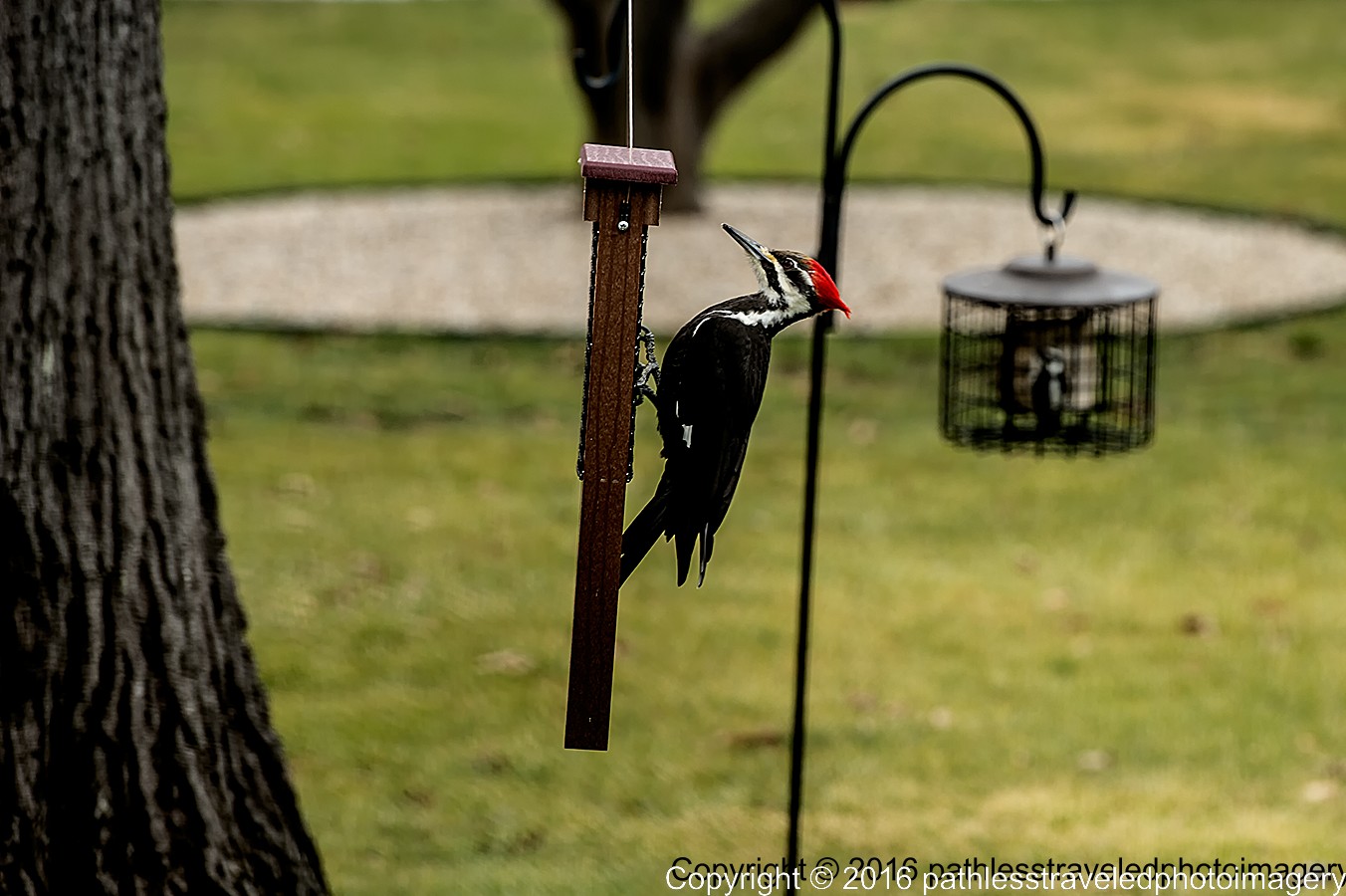 1602_0013a.jpg - Feb -- Pileated Woodpecker