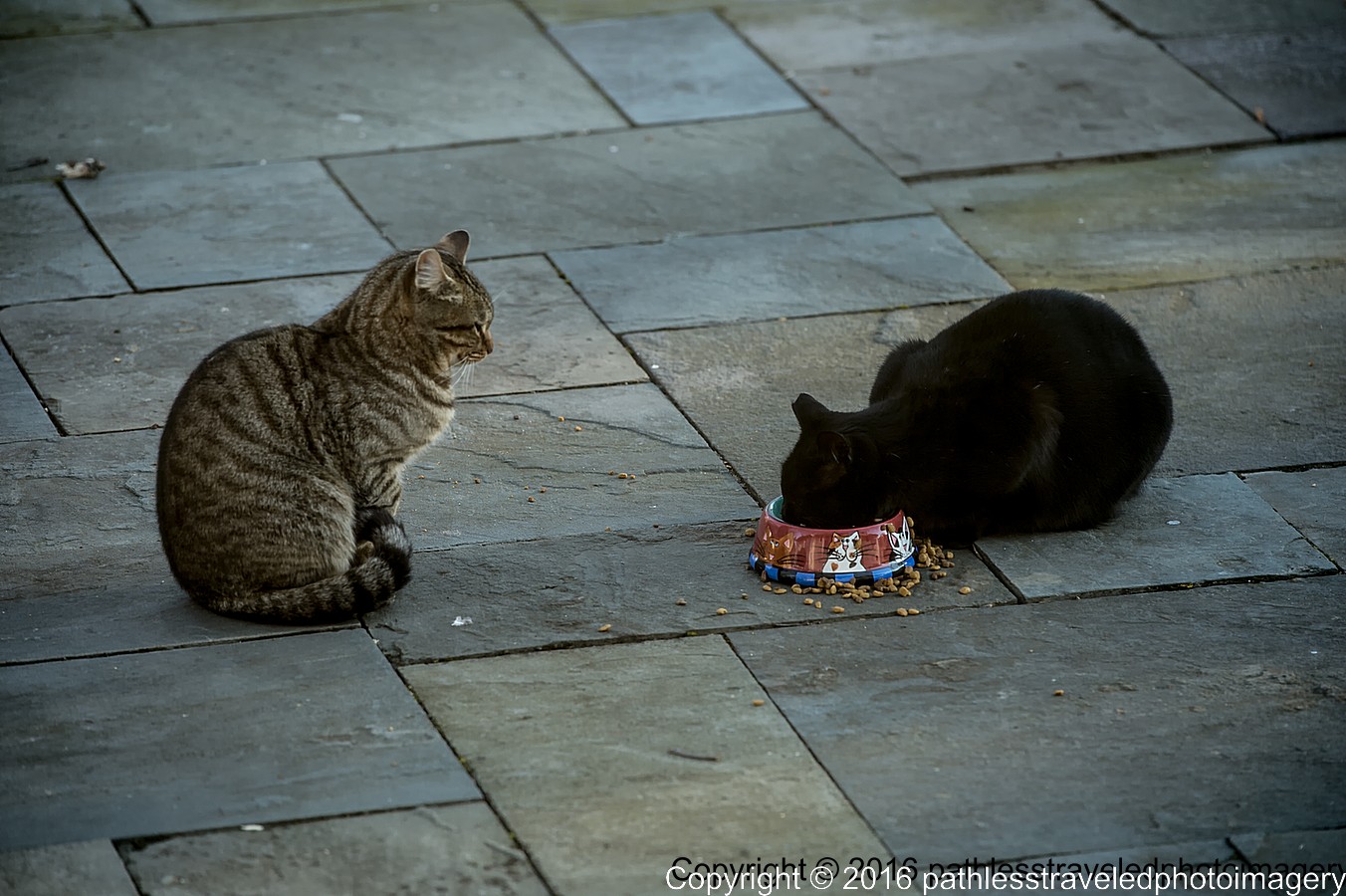 1602_0026a.jpg - Feb -- Neighborhood Cats