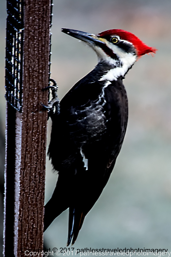 1701_0004a.jpg - Jan - Pileated Woodpecker