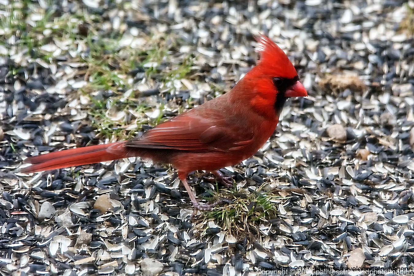 1701_0357a.jpg - Jan - Mr. Cardinal