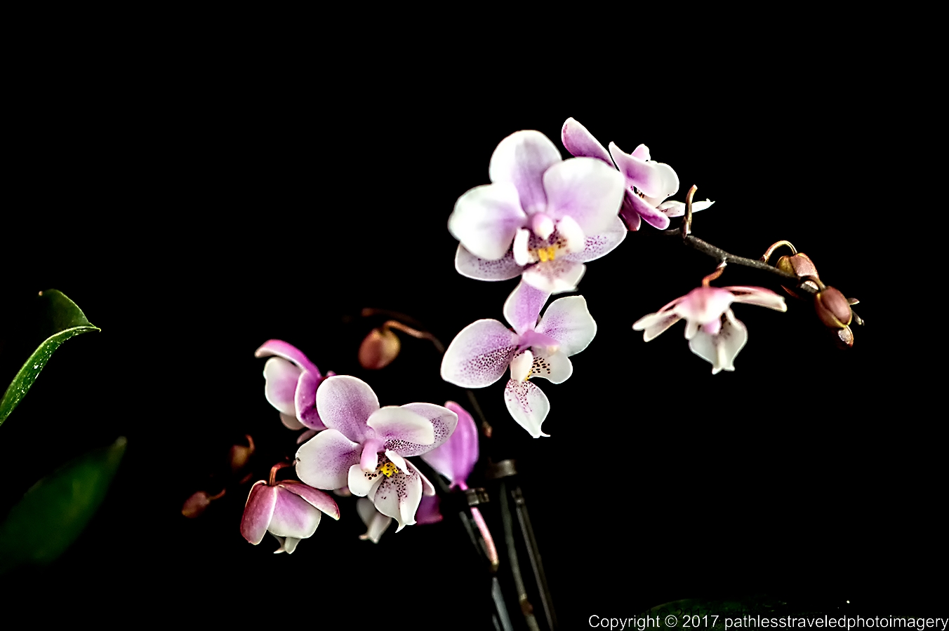 1702_0035a.jpg - Feb Orchids