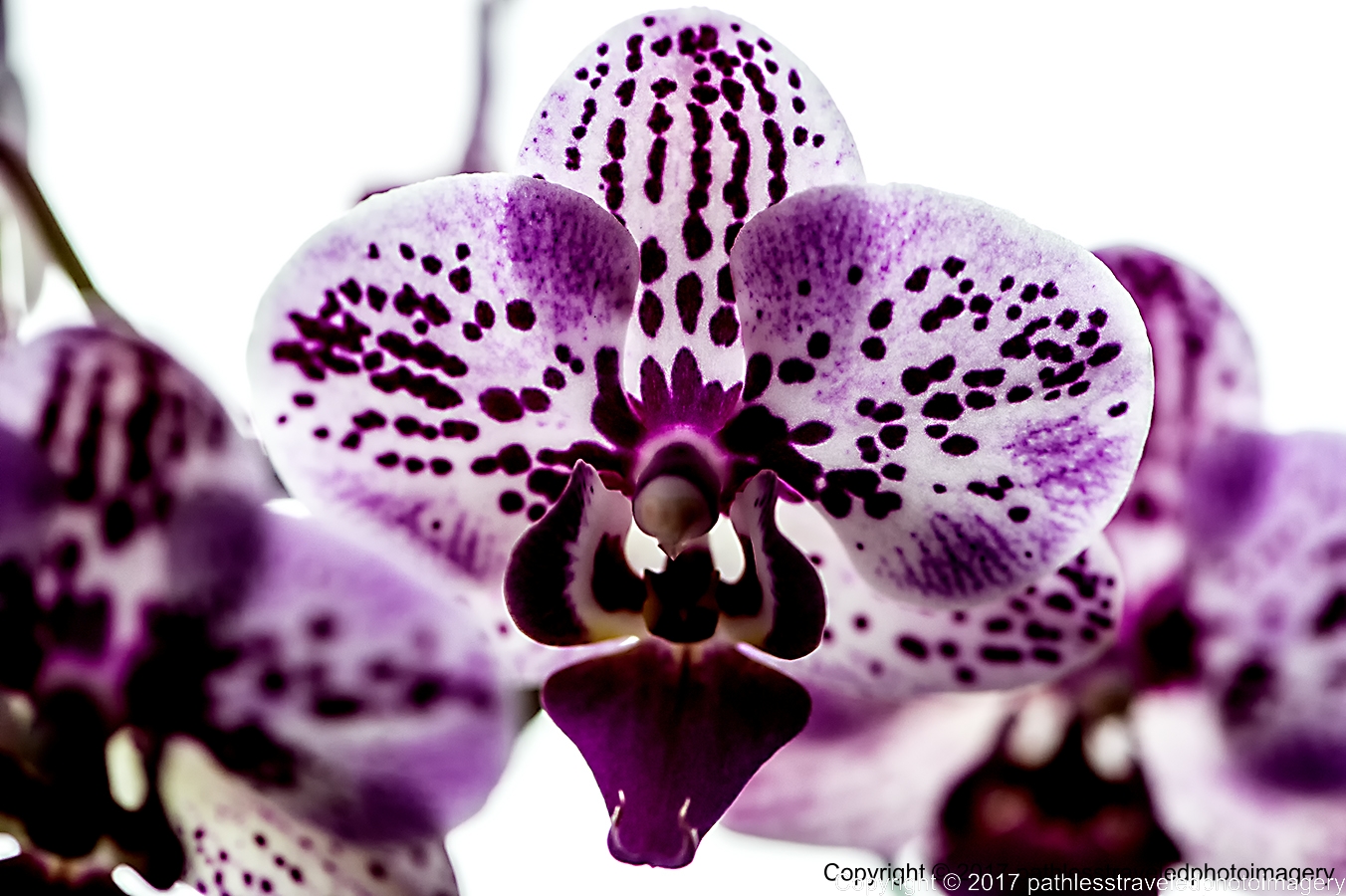 1702_0053a.jpg - Feb Orchids