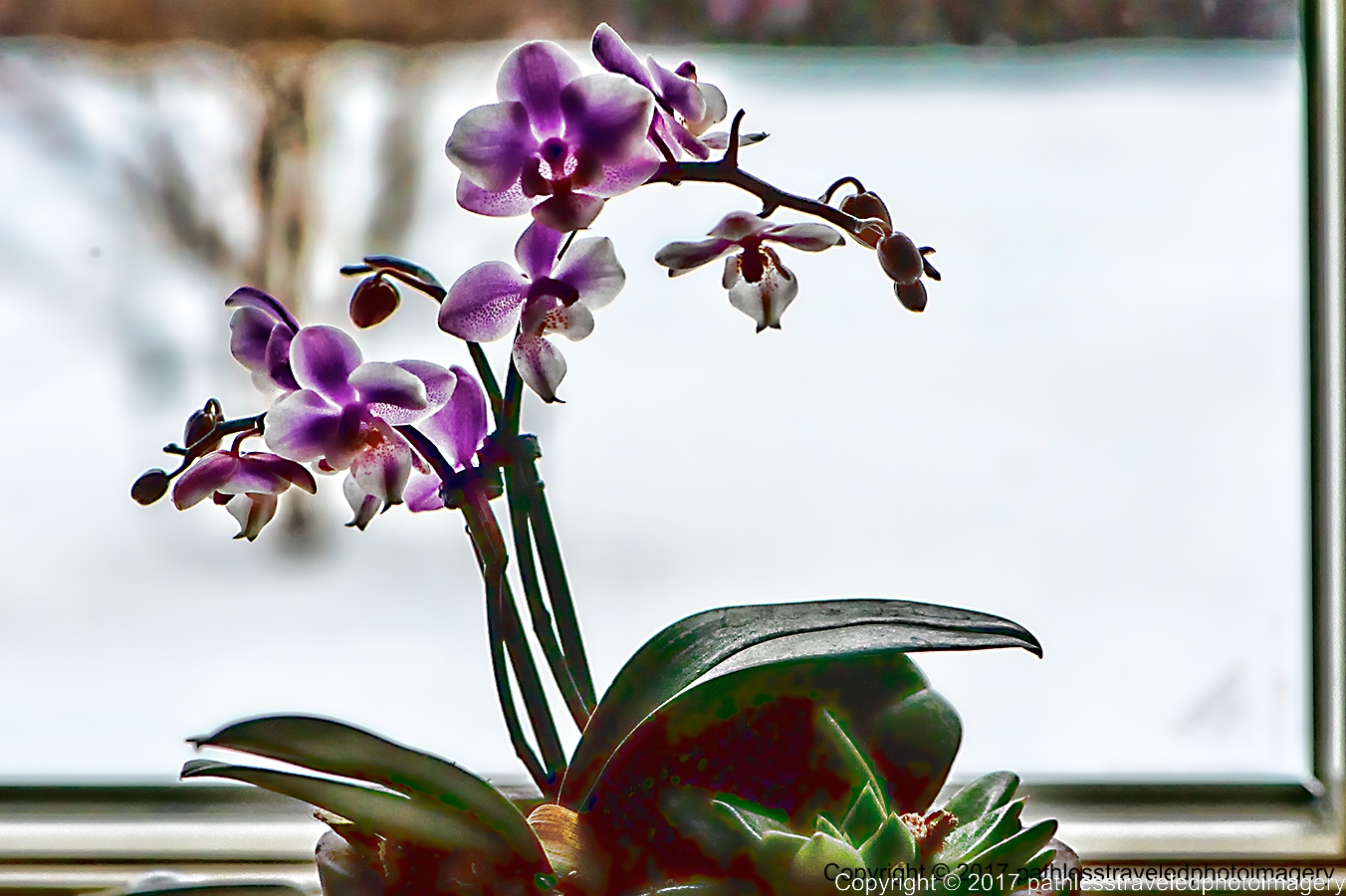 1702_0058TopazAdjusta.jpg - Feb Orchids