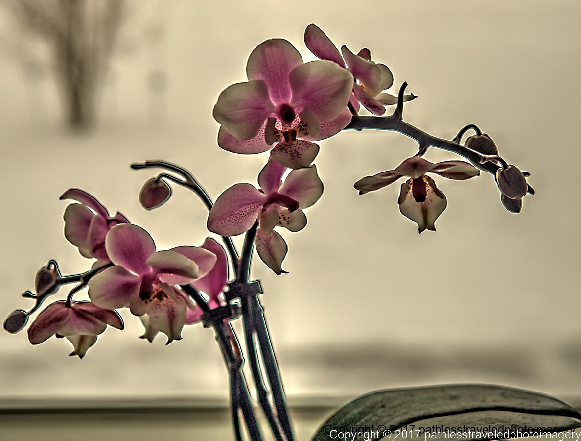 1702_0092hdra.jpg - Feb Orchids