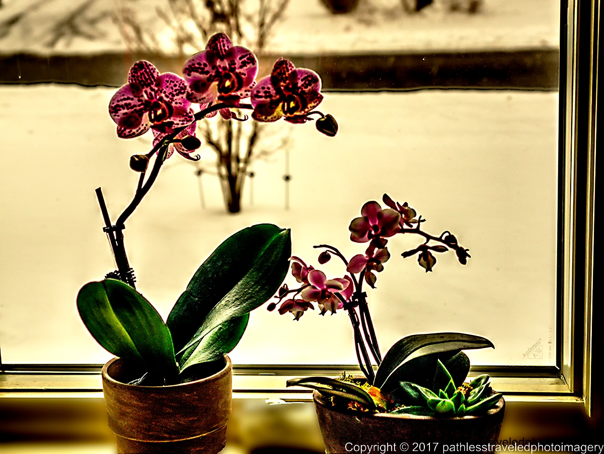 1702_0147hdra.jpg - Feb Orchids