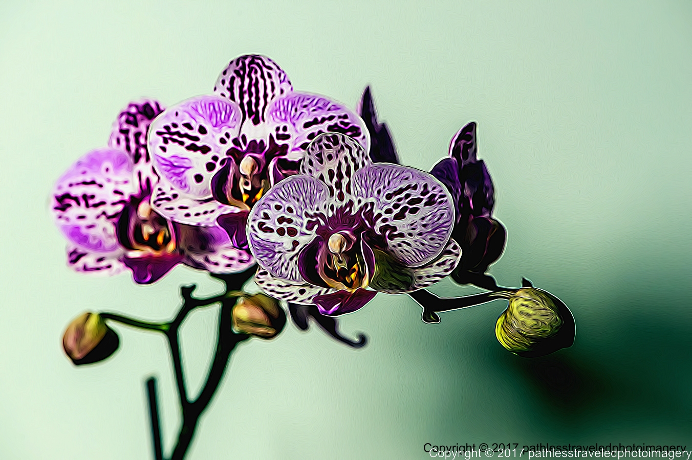 1702_0208TopazGlowa.jpg - Feb Orchids