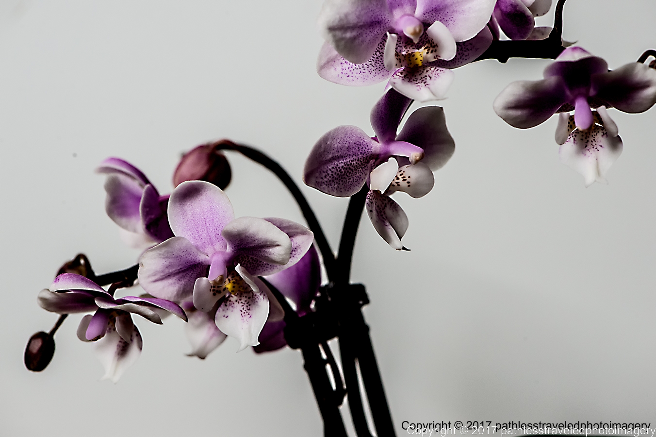 1702_0224a.jpg - Feb Orchids