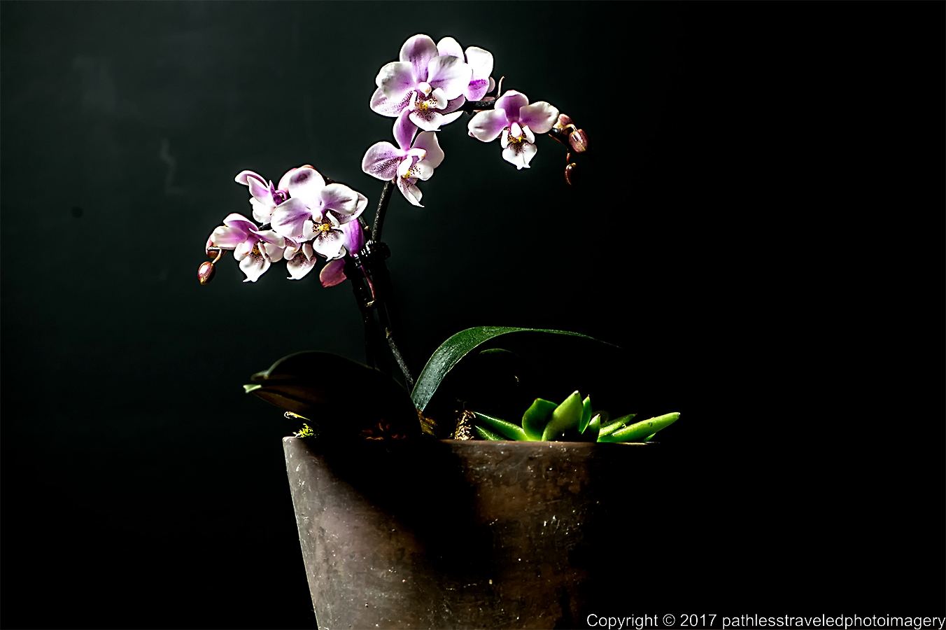 1702_0289a.jpg - Feb Orchids