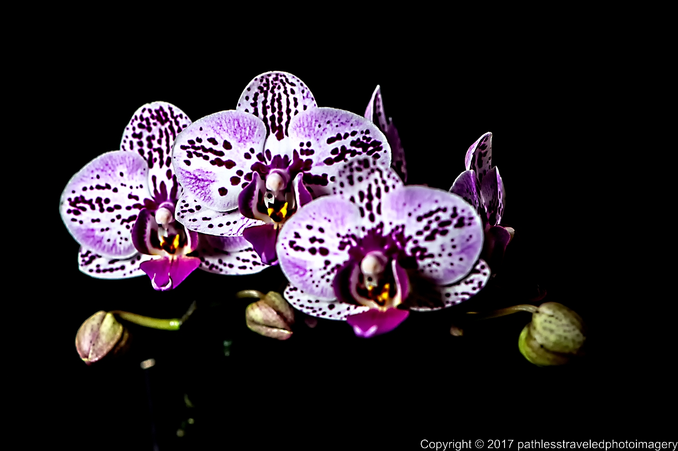 1702_0305a.jpg - Feb Orchids