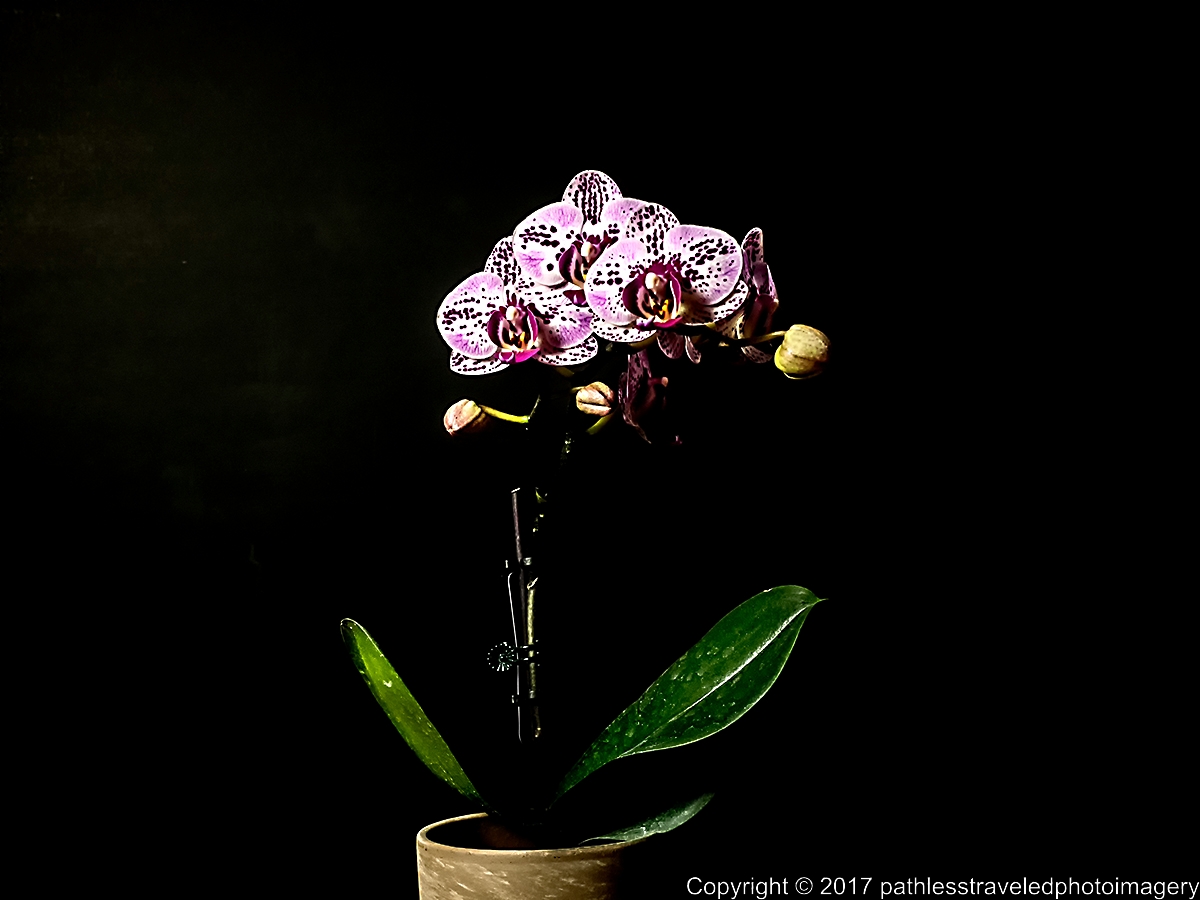 1702_0323a.jpg - Feb Orchids