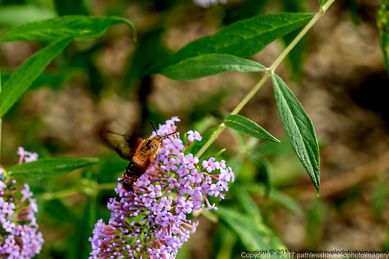 1709_0124a.jpg - Sept -- Hummingbird Moth