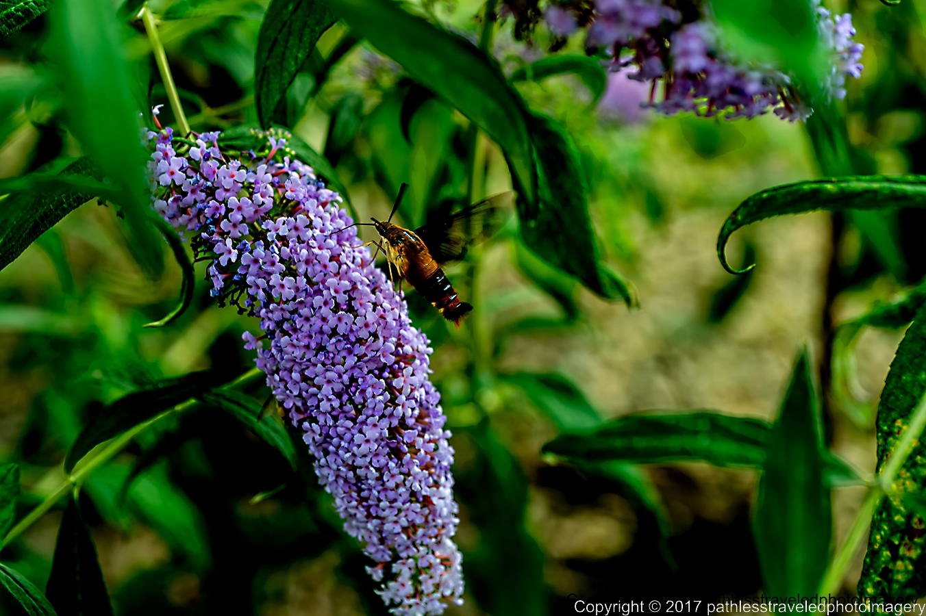 1709_0135a.jpg - Sept -- Hummingbird Moth