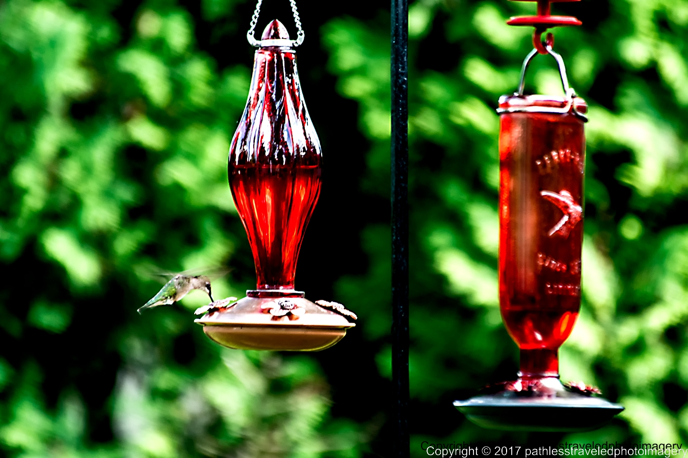 1709_0274a.jpg - Sept -- Hummingbird