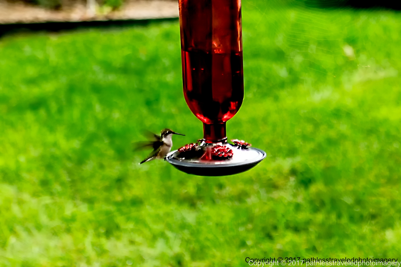 1709_0547a.jpg - Sept -- Hummingbird