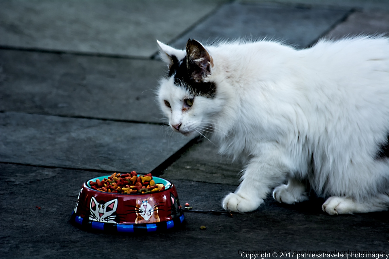 1711_0012a.jpg - Nov --Stray Cat "Whitey Bulger"