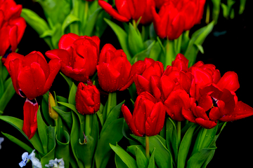 tulipss