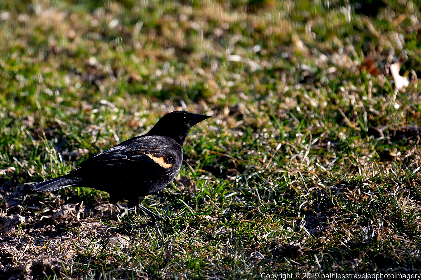 1904_0002a.jpg - immature  male redwinged blackbird