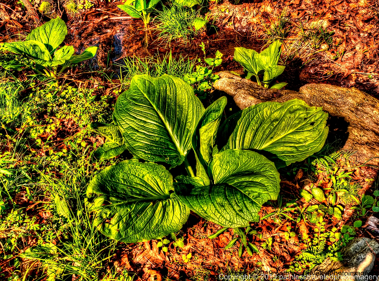 1904_0033hdra.jpg - Skunk Cabbage