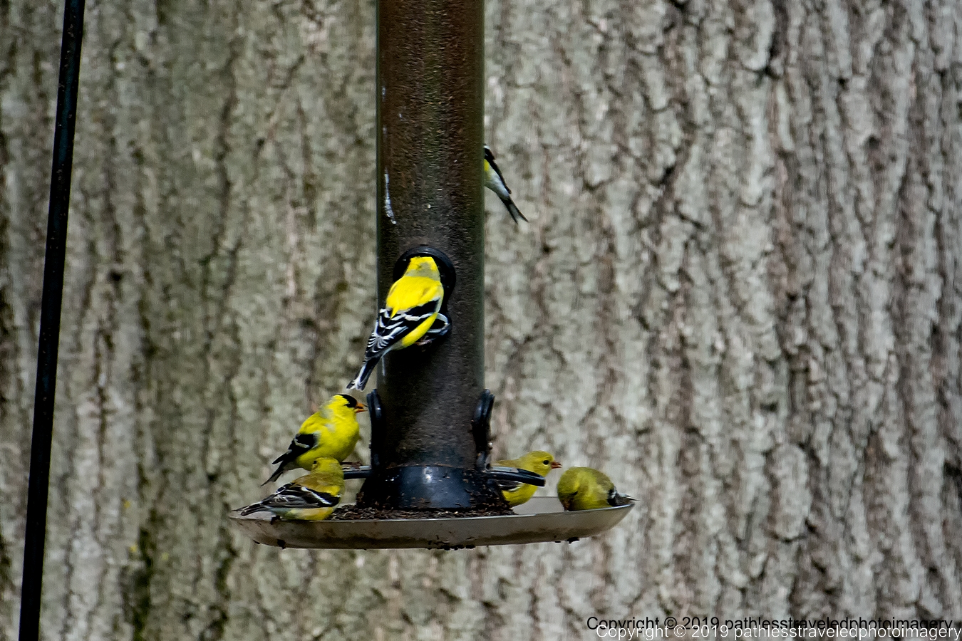 1904_0318a.jpg - A gathering of goldfinches