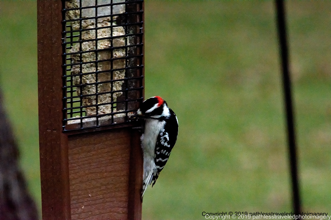 1902_0001a.jpg - Downey Woodpecker