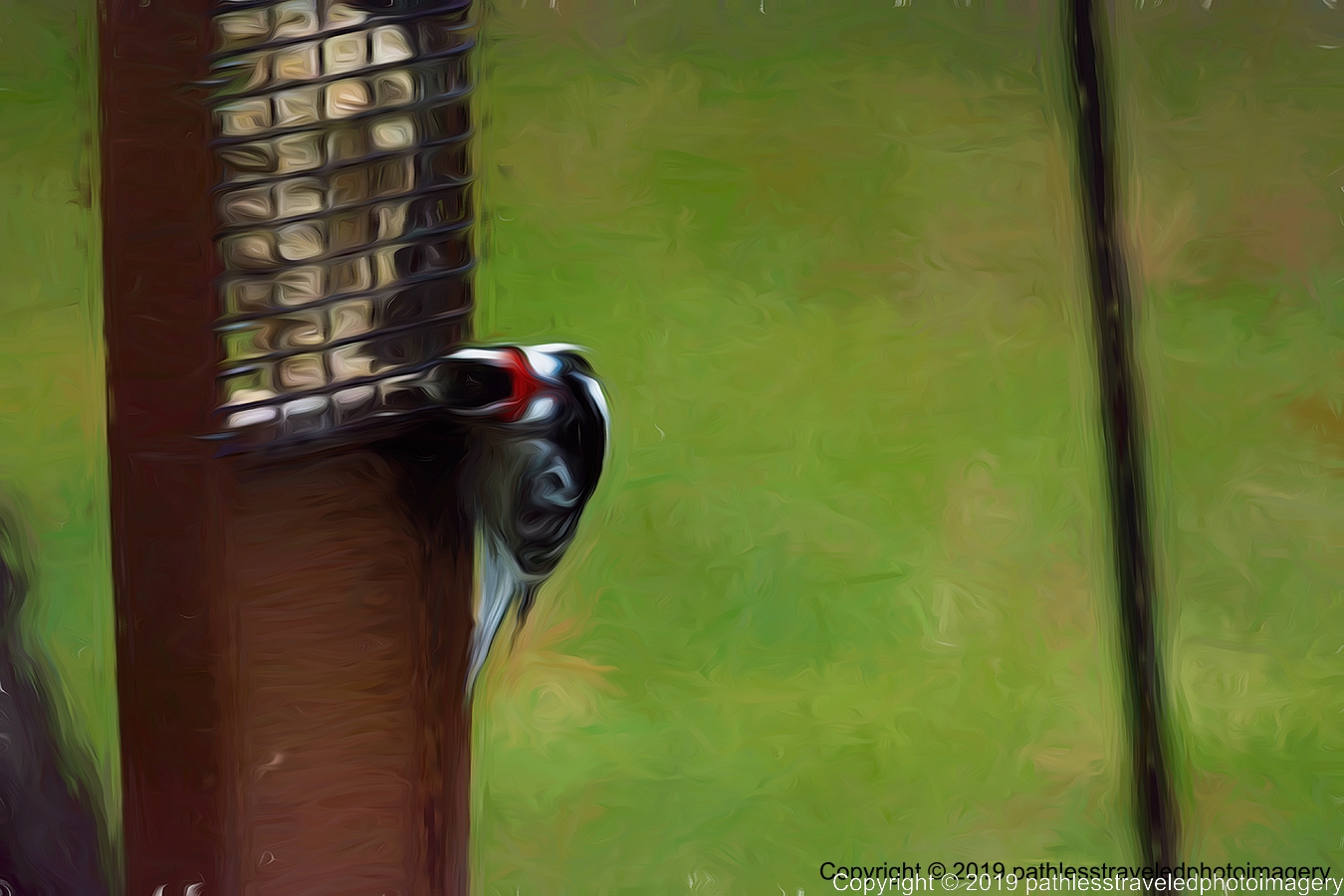 1902_0003TopazLiquidLinesa.jpg - Downey Woodpecker