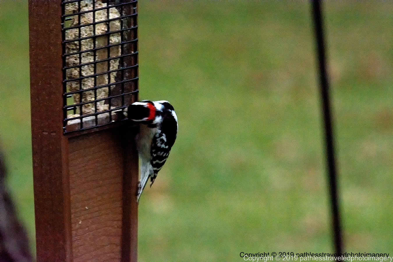 1902_0003a.jpg - Downey Woodpecker