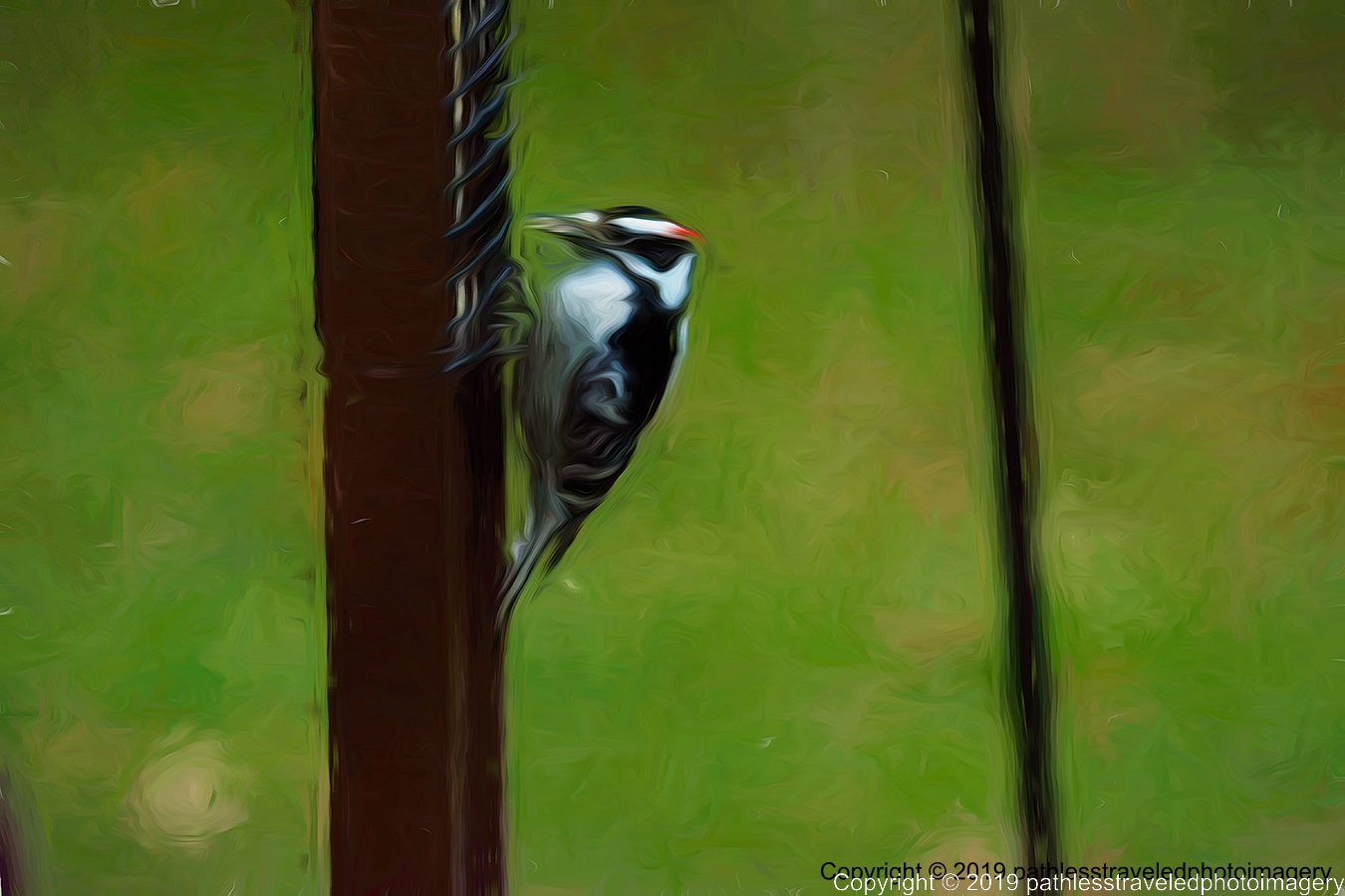 1902_0005TopazLiquidLinesa.jpg - Downey Woodpecker