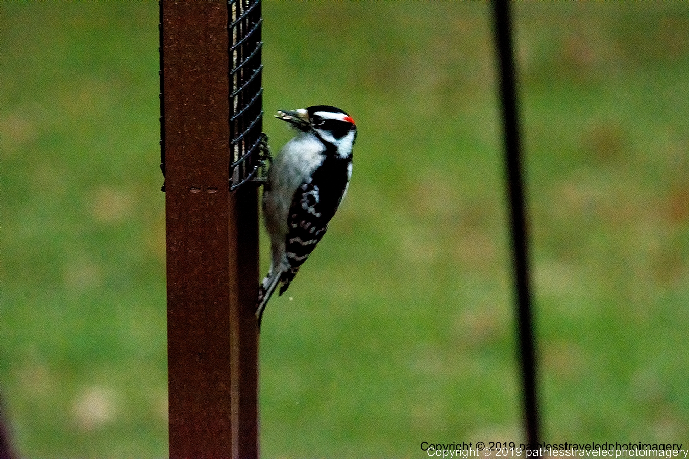 1902_0005a.jpg - Downey Woodpecker