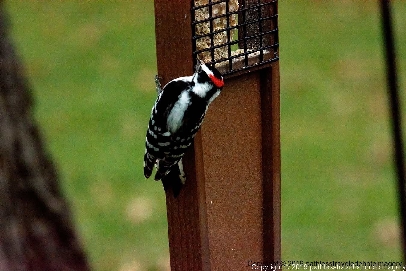 1902_0008a.jpg - Downey Woodpecker