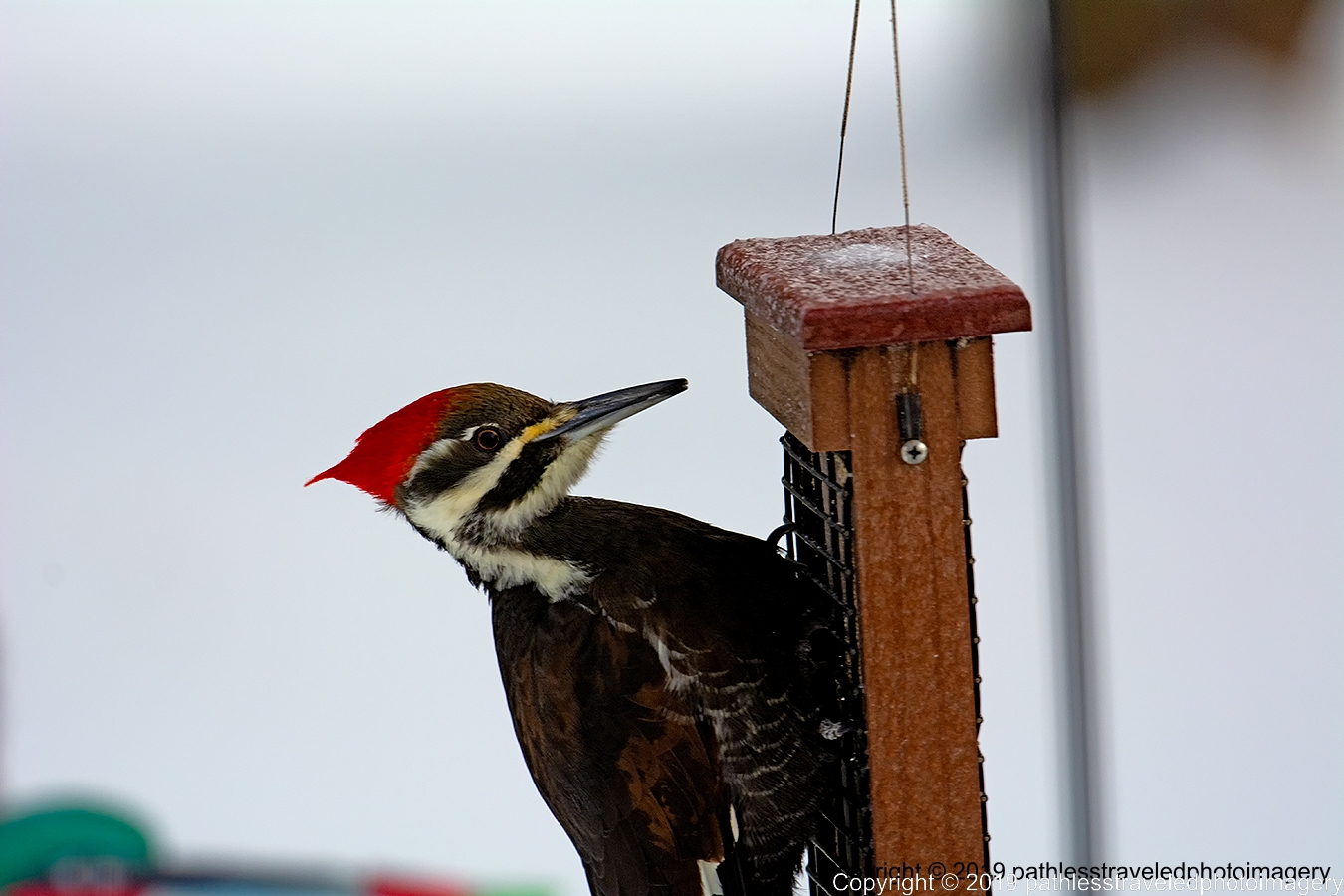 1902_0021a.jpg - Pileated Woodpecker