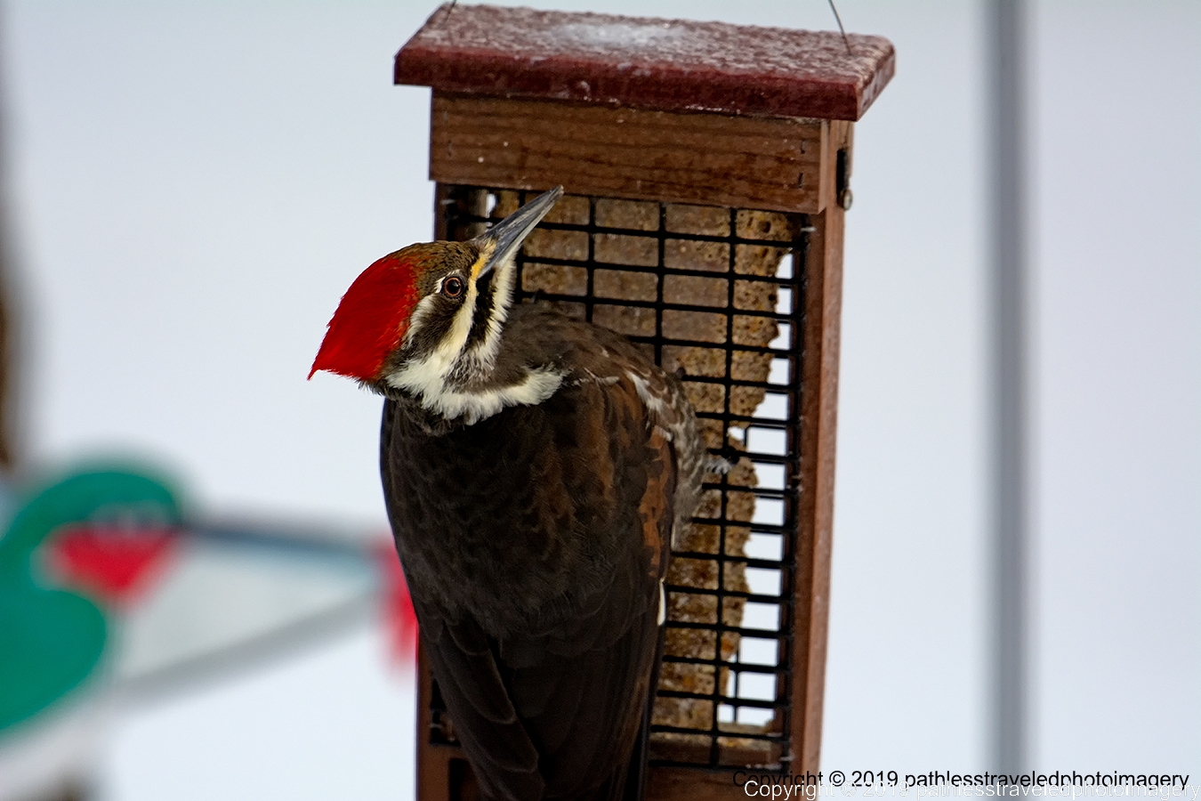 1902_0029a.jpg - Pileated Woodpecker