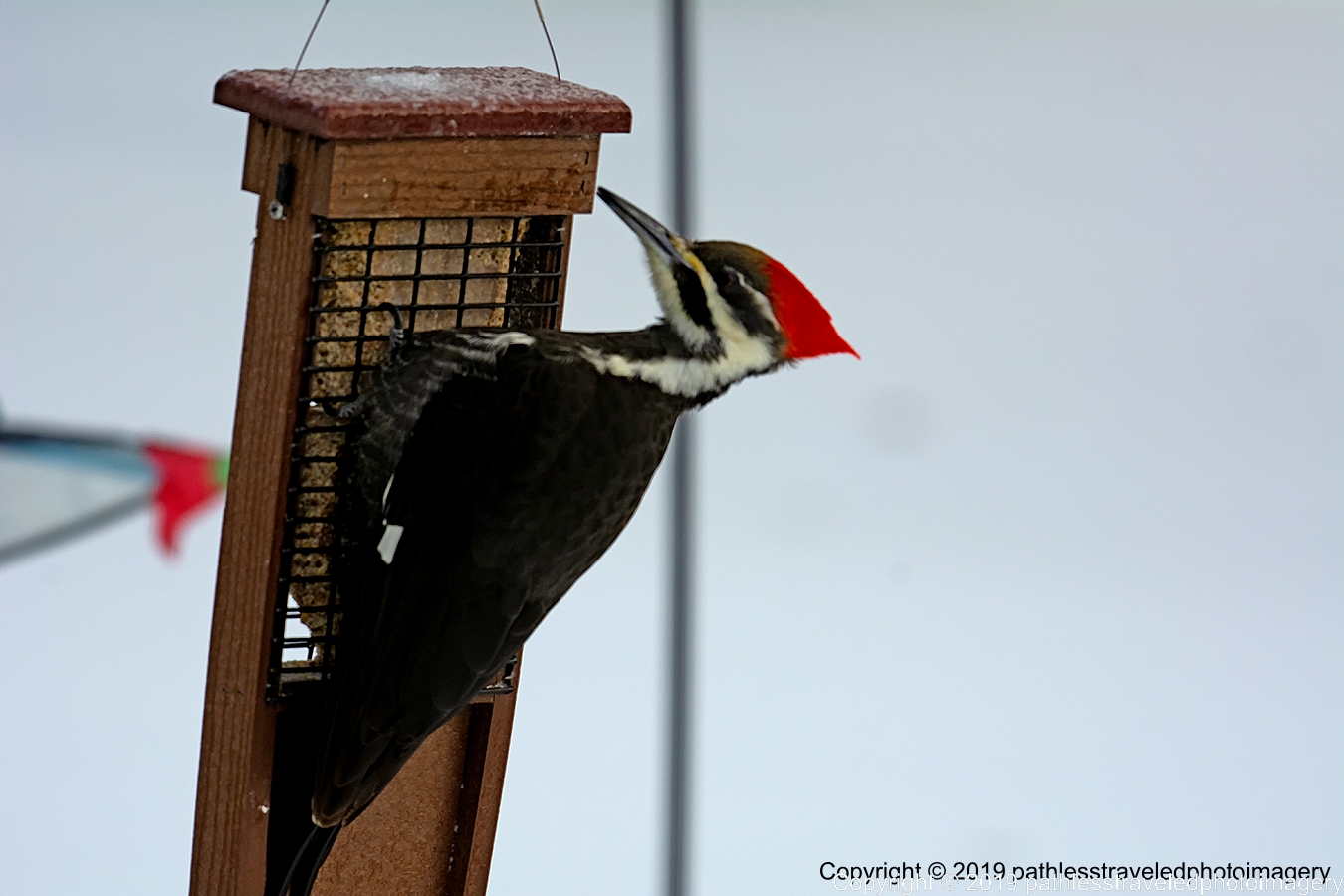 1902_0036a.jpg - Pileated Woodpecker