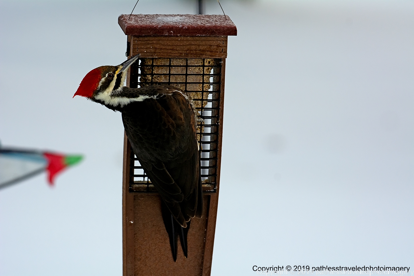 1902_0039a.jpg - Pileated Woodpecker