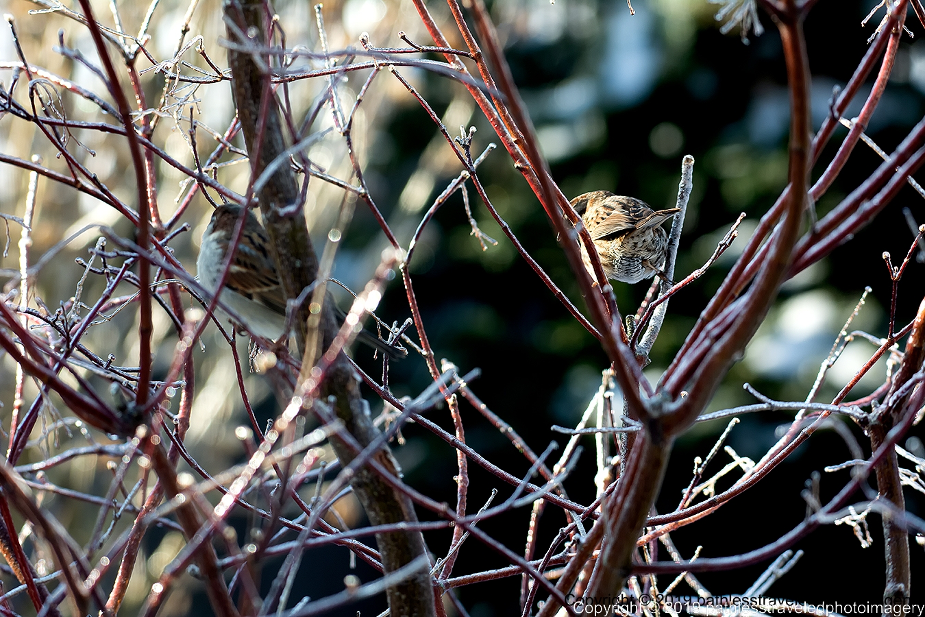 1902_0060a.jpg - A bird in the bush