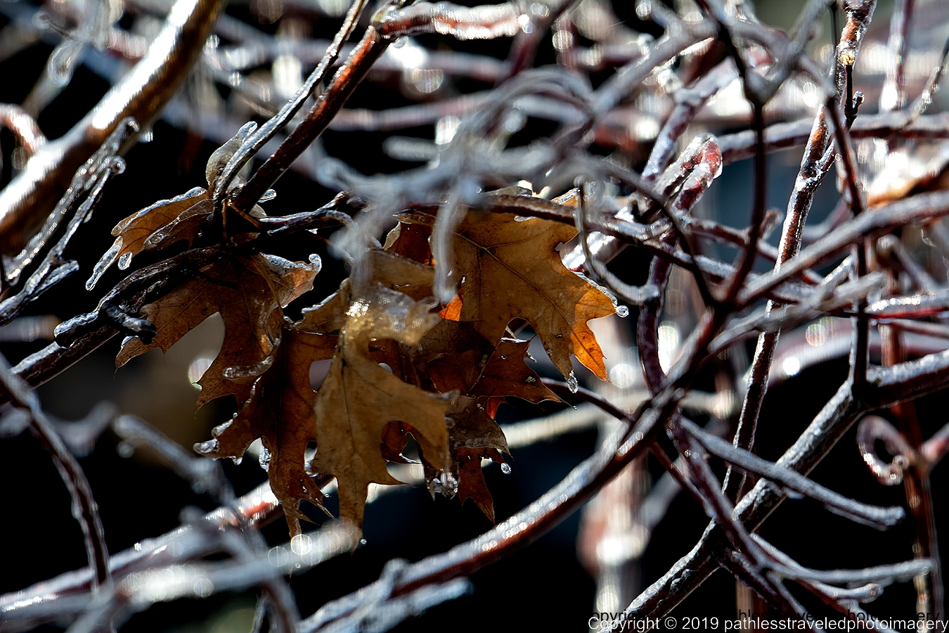 1902_0090a.jpg - Frozen branches