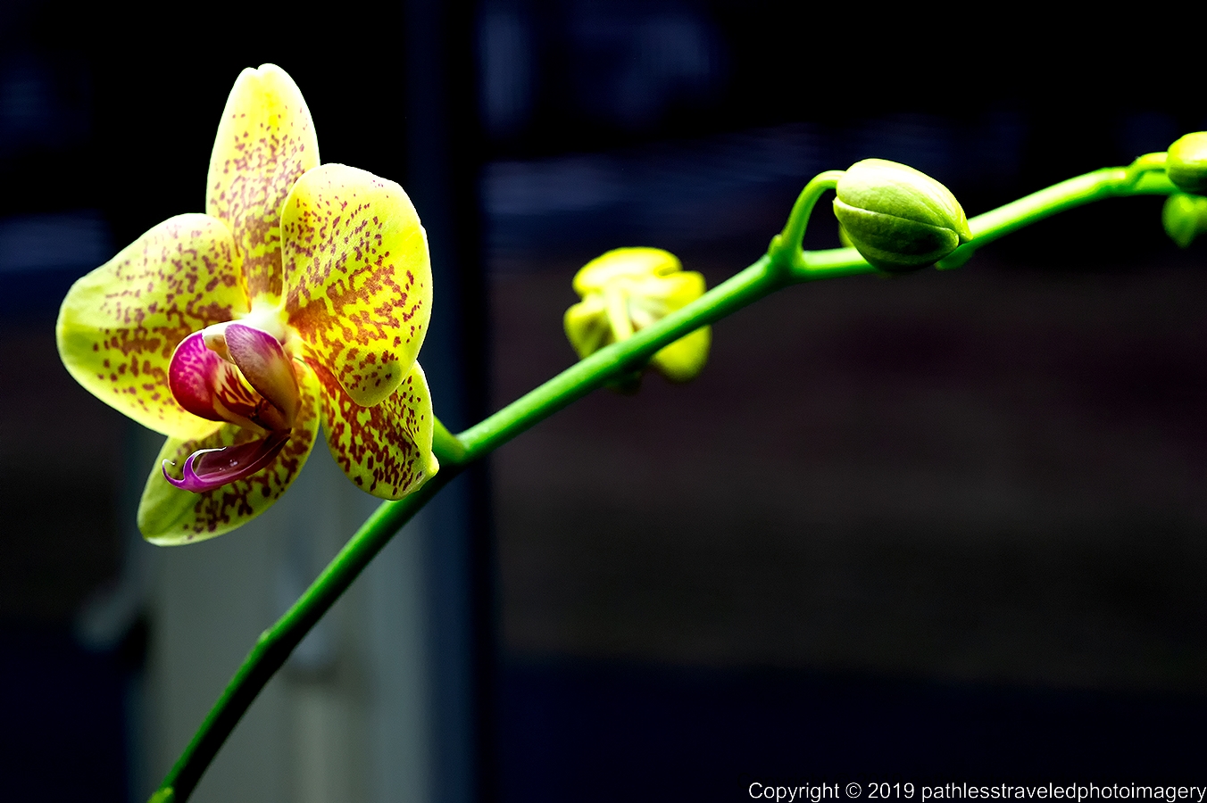 1902_0101a.jpg - Orchid