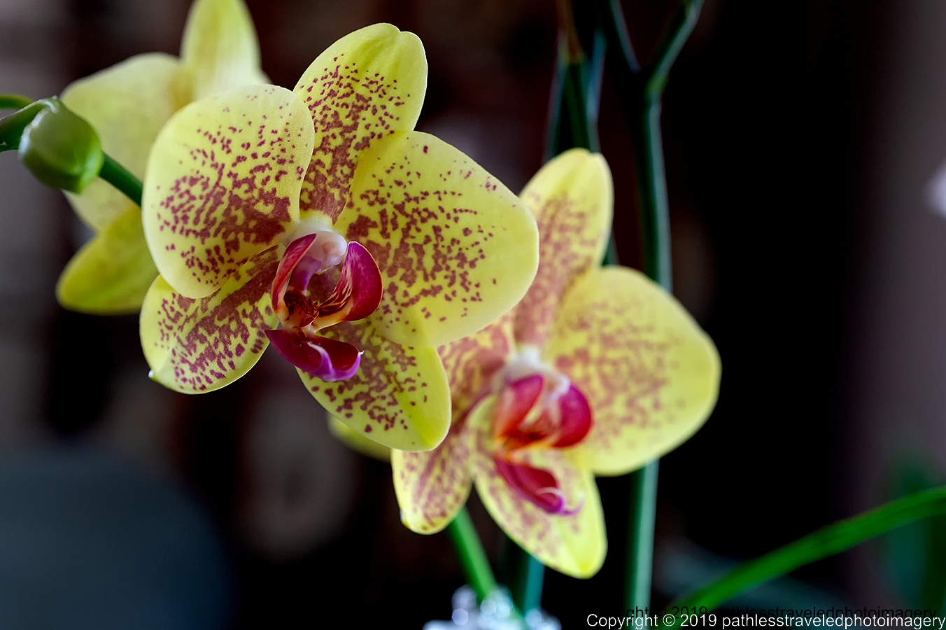 1902_0105a.jpg - Orchid