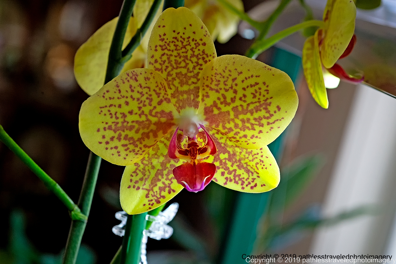1902_0117a.jpg - Orchid