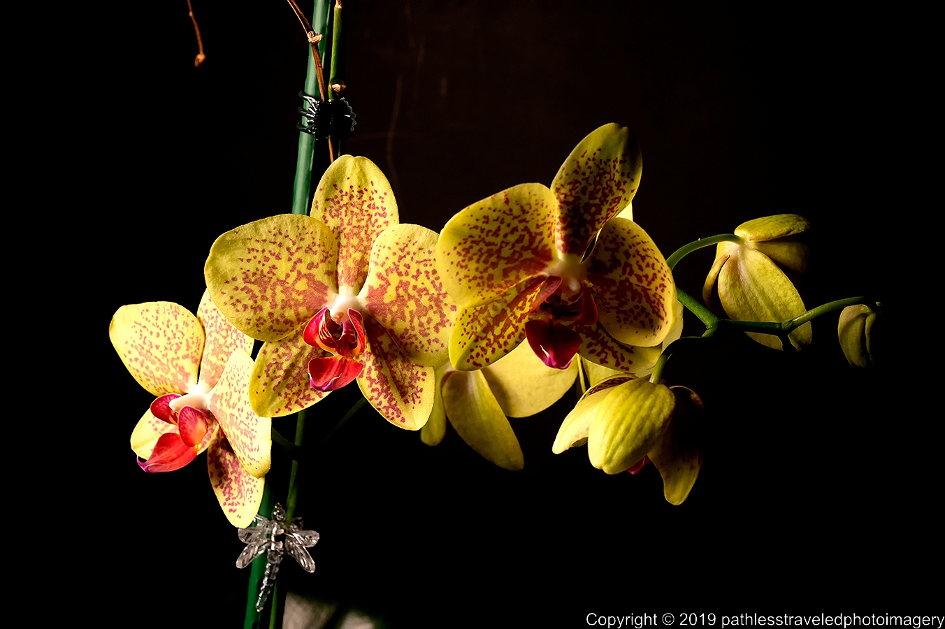 1902_0120a.jpg - Orchid