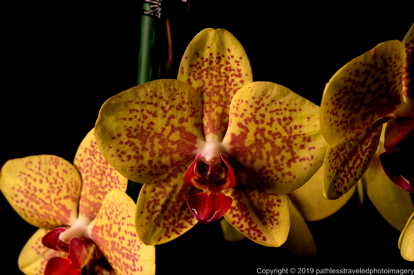 1902_0122a.jpg - Orchid