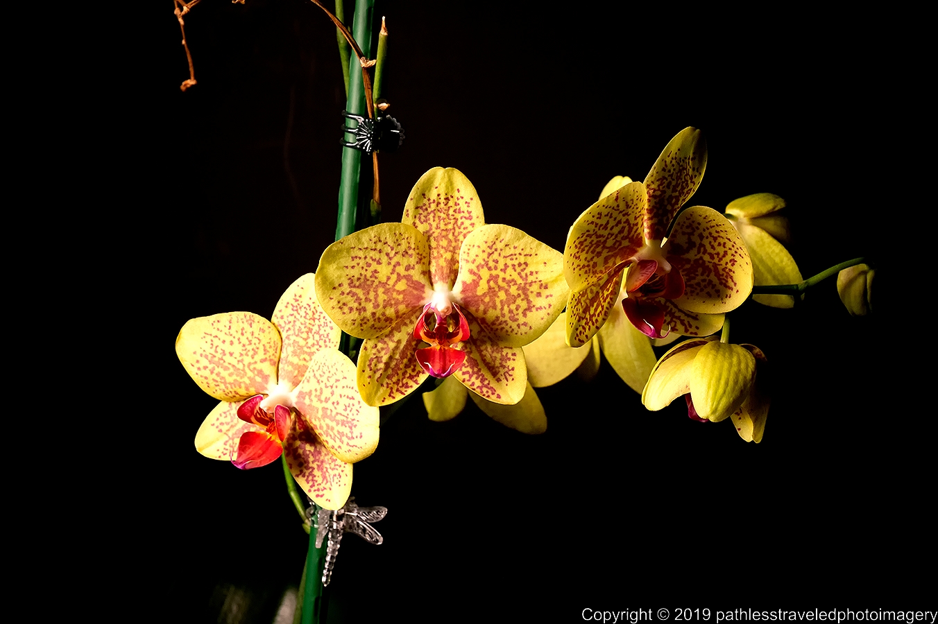 1902_0127a.jpg - Orchid