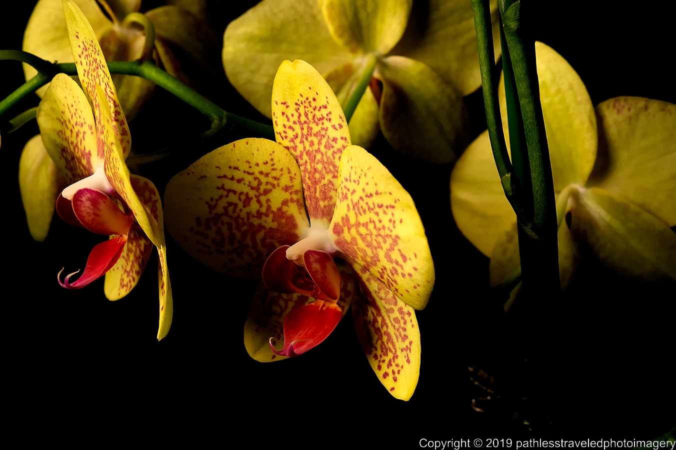 1902_0131a.jpg - Orchid