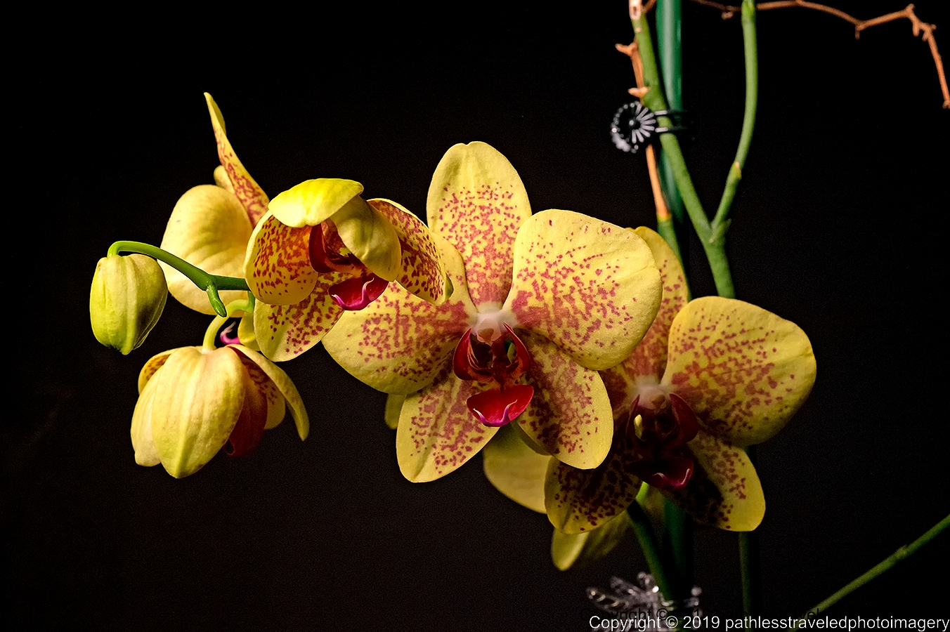 1902_0133a.jpg - Orchid